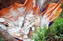 Chỉ đạo chôn lợn chết ở sân bóng, chủ tịch xã ở Quảng Ninh bị cảnh cáo
